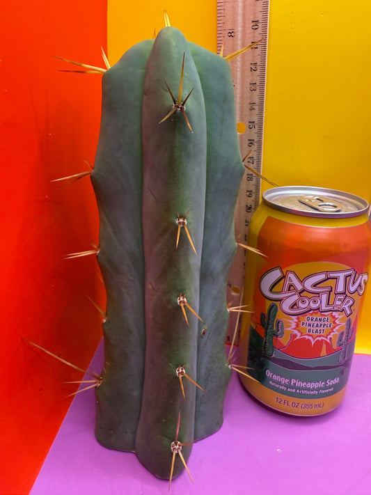 ESSENDON X SINA 🌶️🌶️