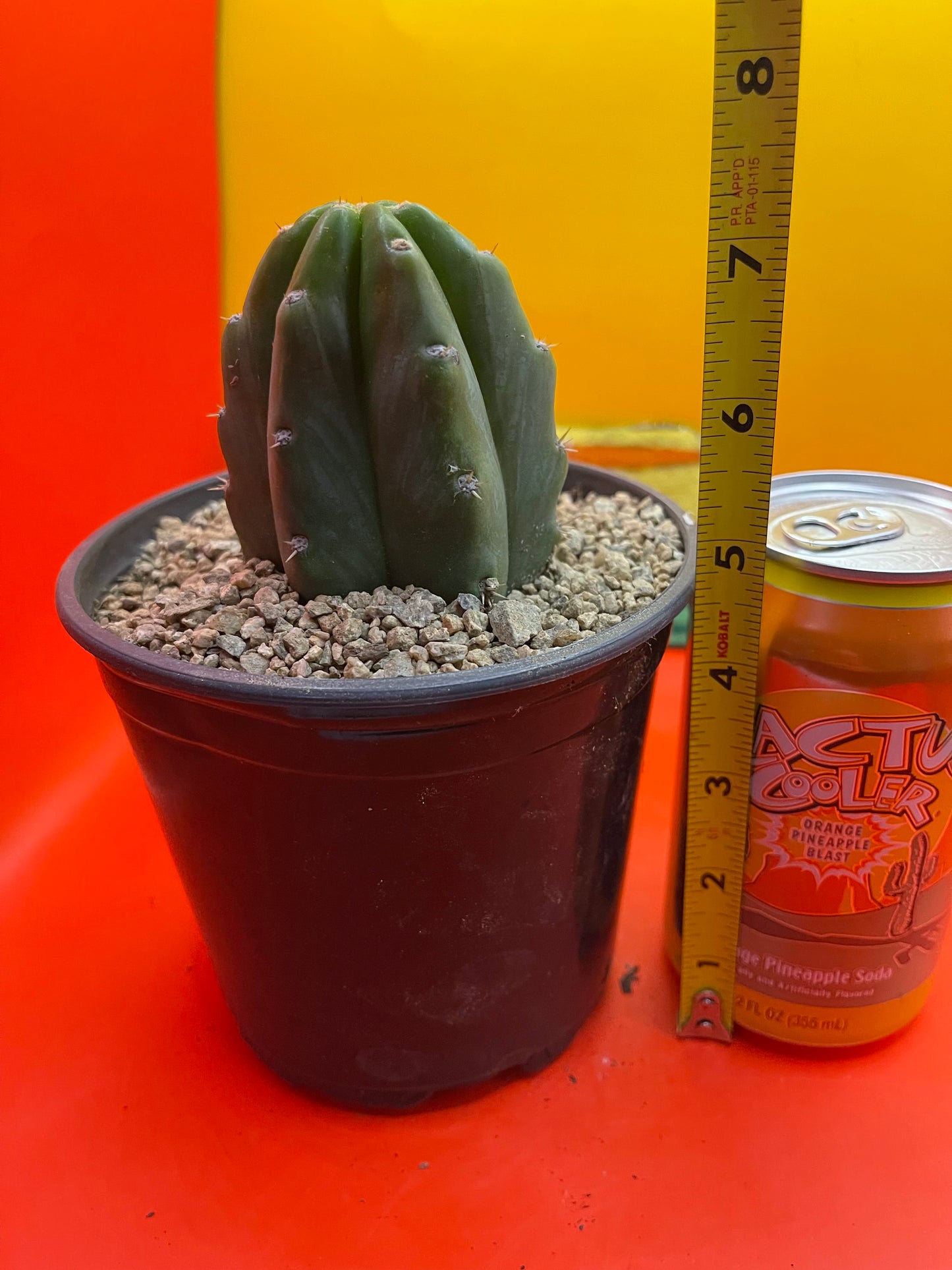 SAN PEDRO CACTUS