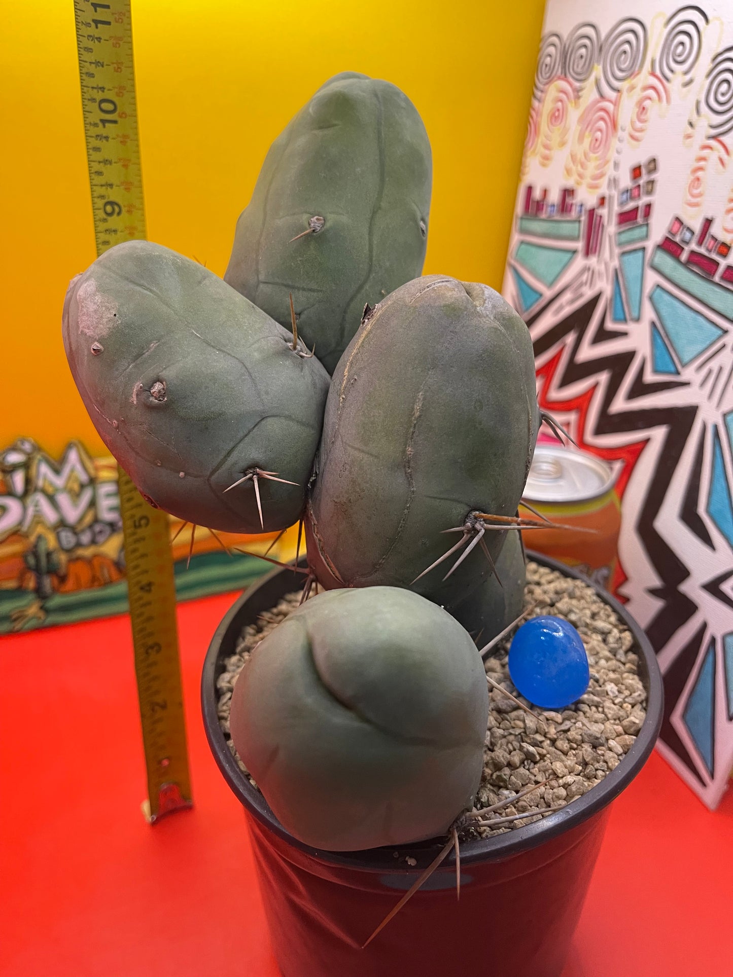 TBM CACTUS