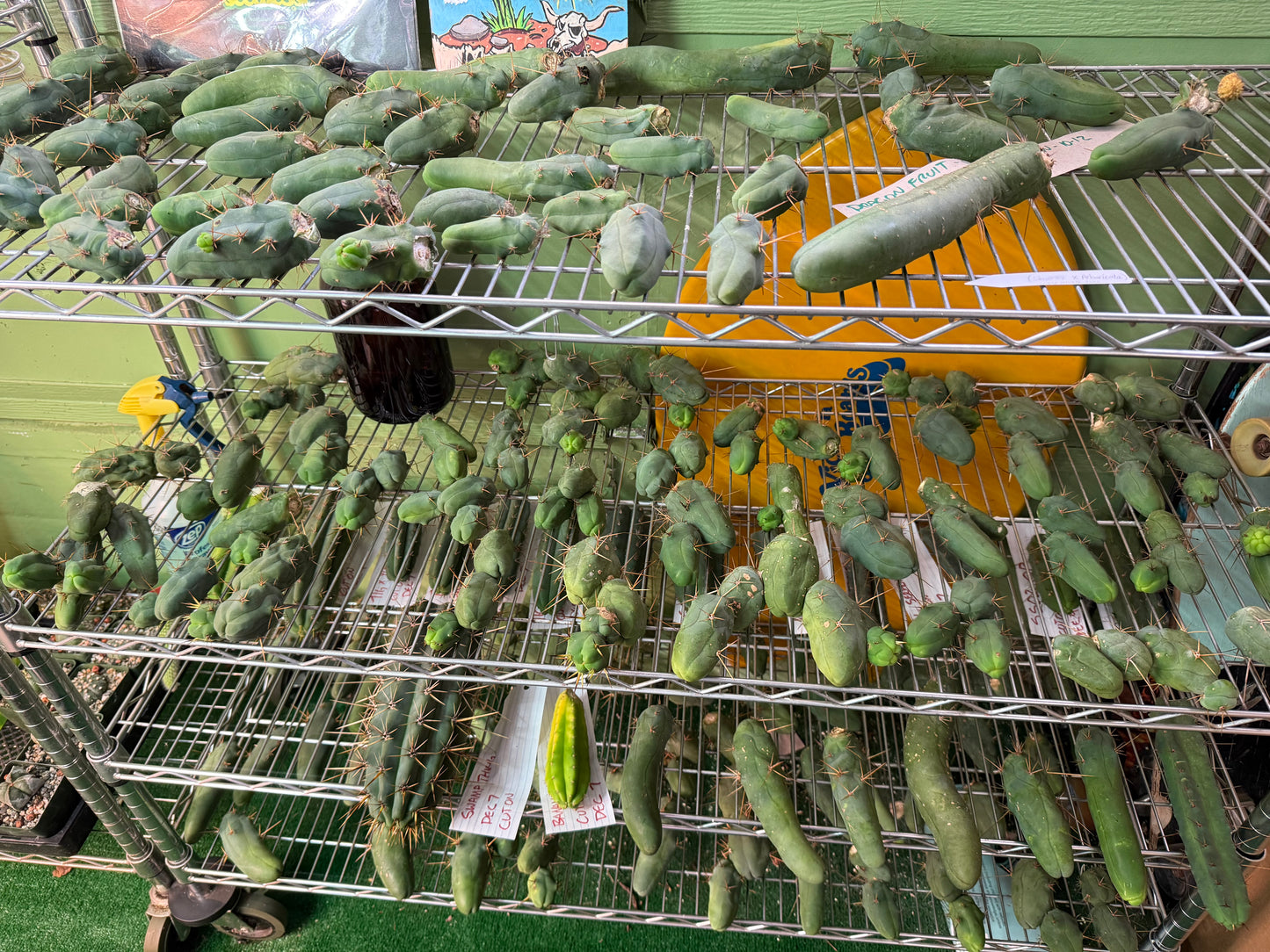 Tbm-b short form TRICHOCEREUS BRIDGESII MONSTROSE