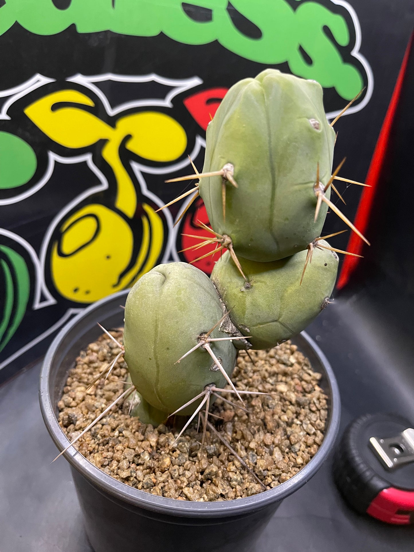 Trichocereus bridgesii monstrose