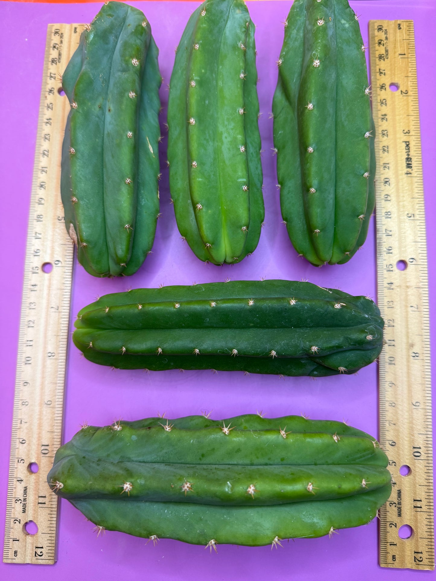 5 cactus bundle pack !!