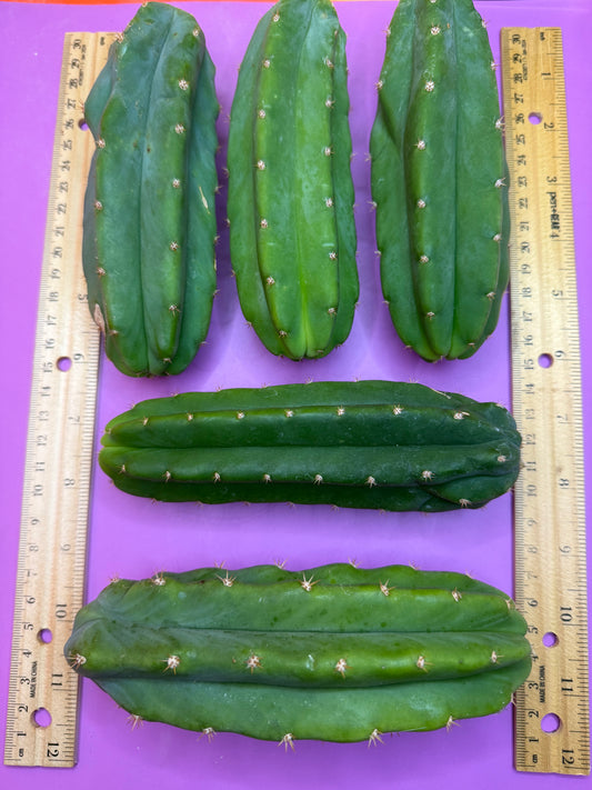 5 cactus bundle pack !!