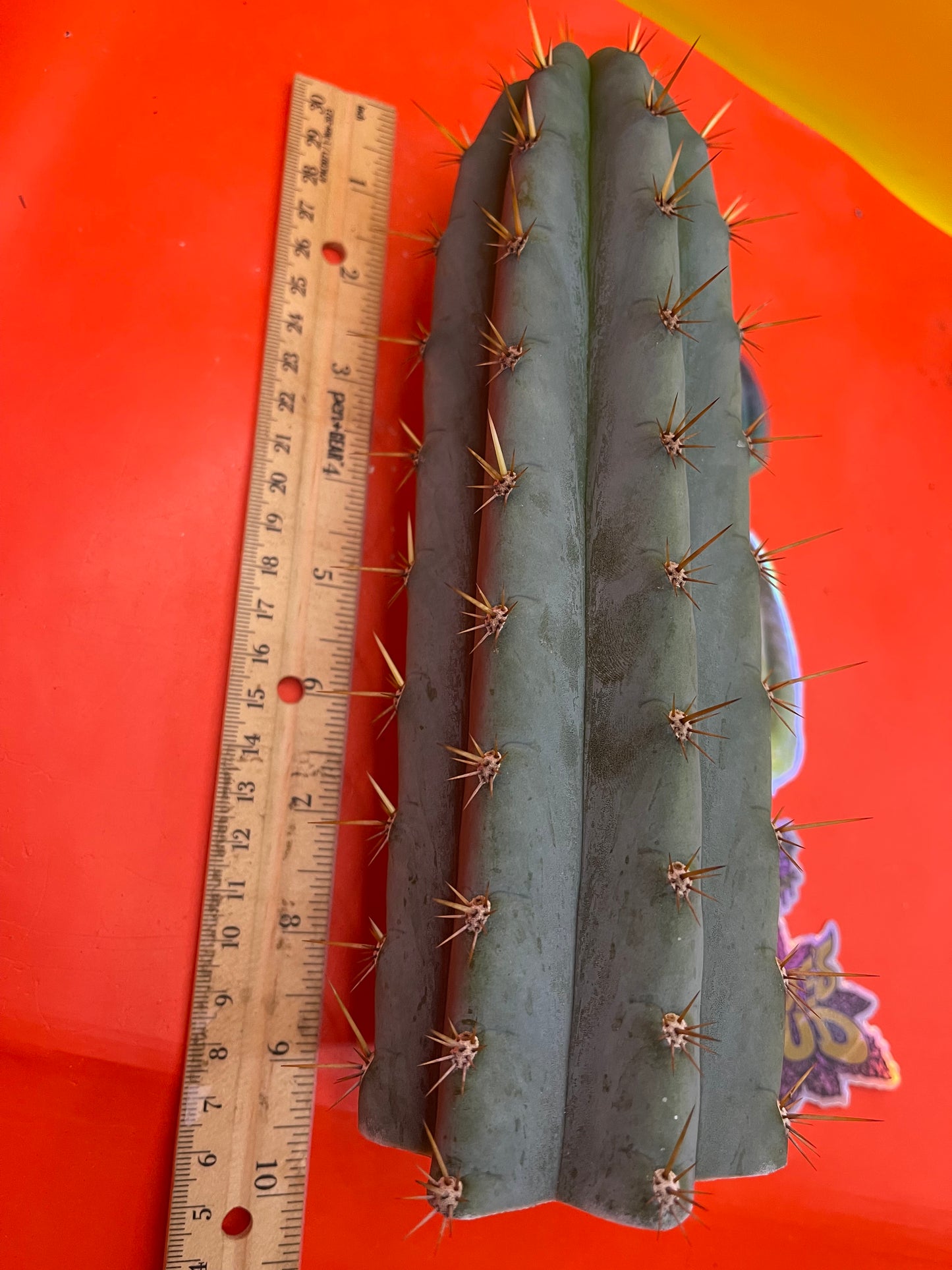 Trichocereus