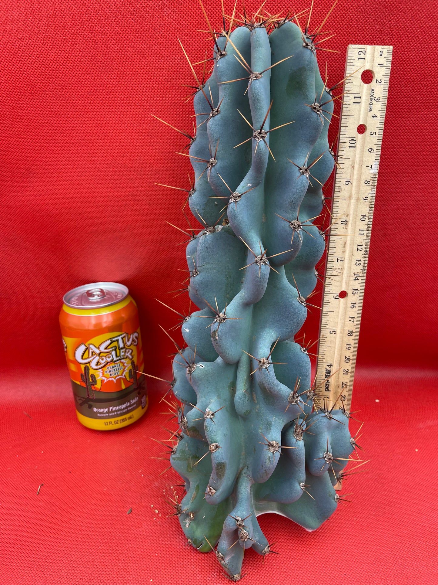 Cereus monstrose