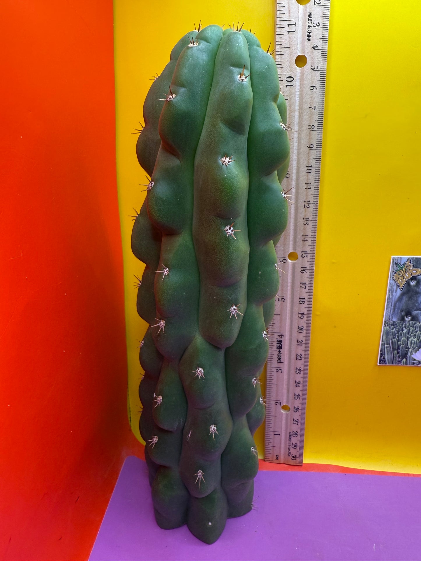 Monstrose San Pedro Cactus! This exact one