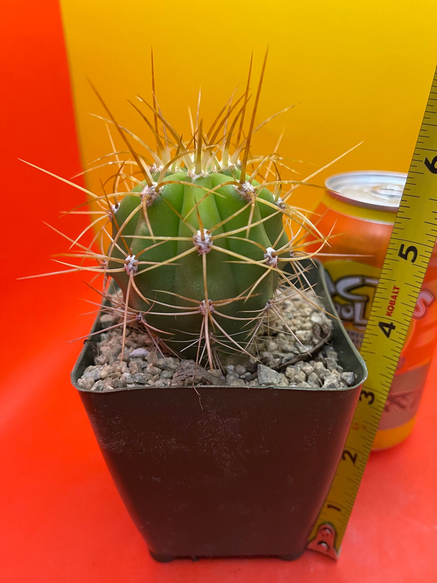 Trichocereus terscheckii