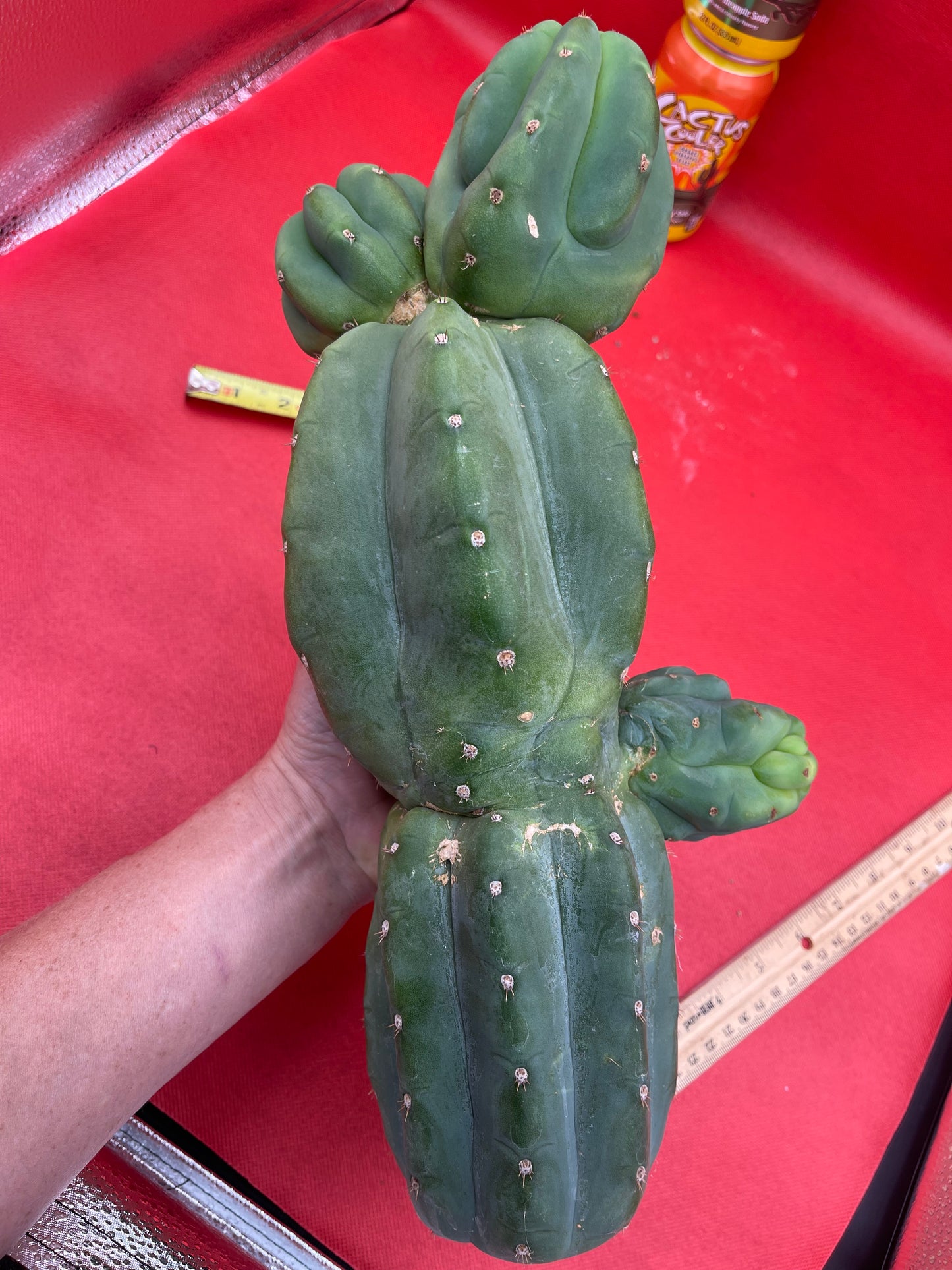 Weirdo Cahuilla !! 5” thick