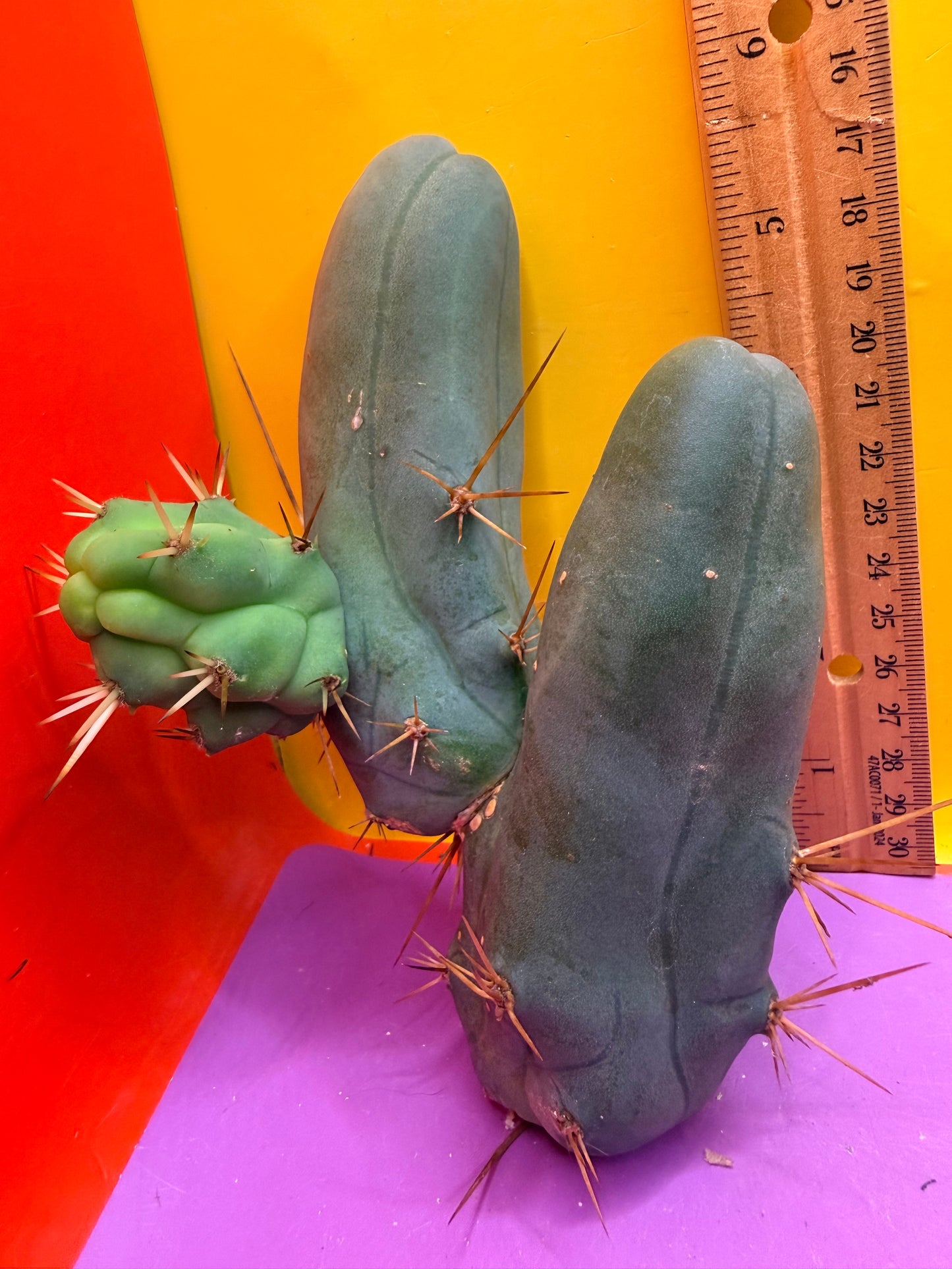 TBM !!!! Short form , B