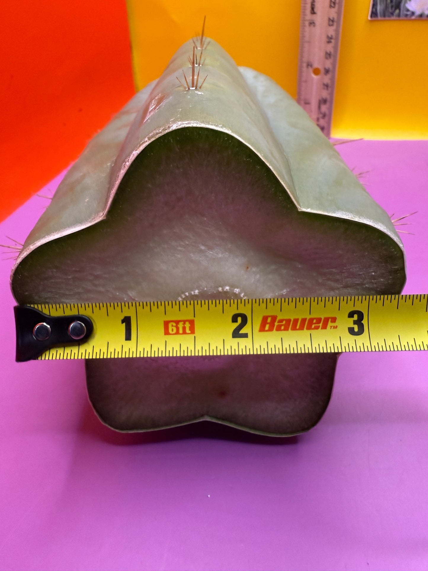 HBG 18568 Trichocereus huanucoensis