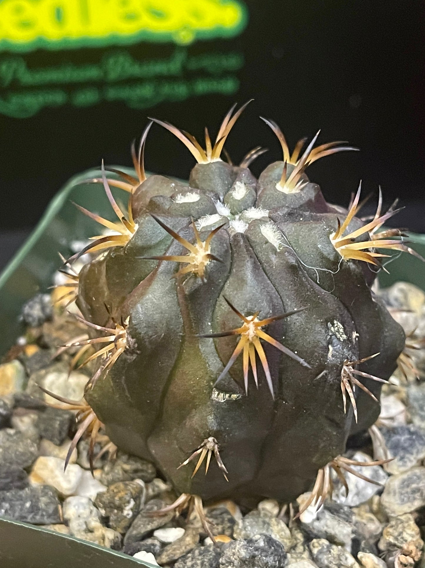 Copiapoa Dura