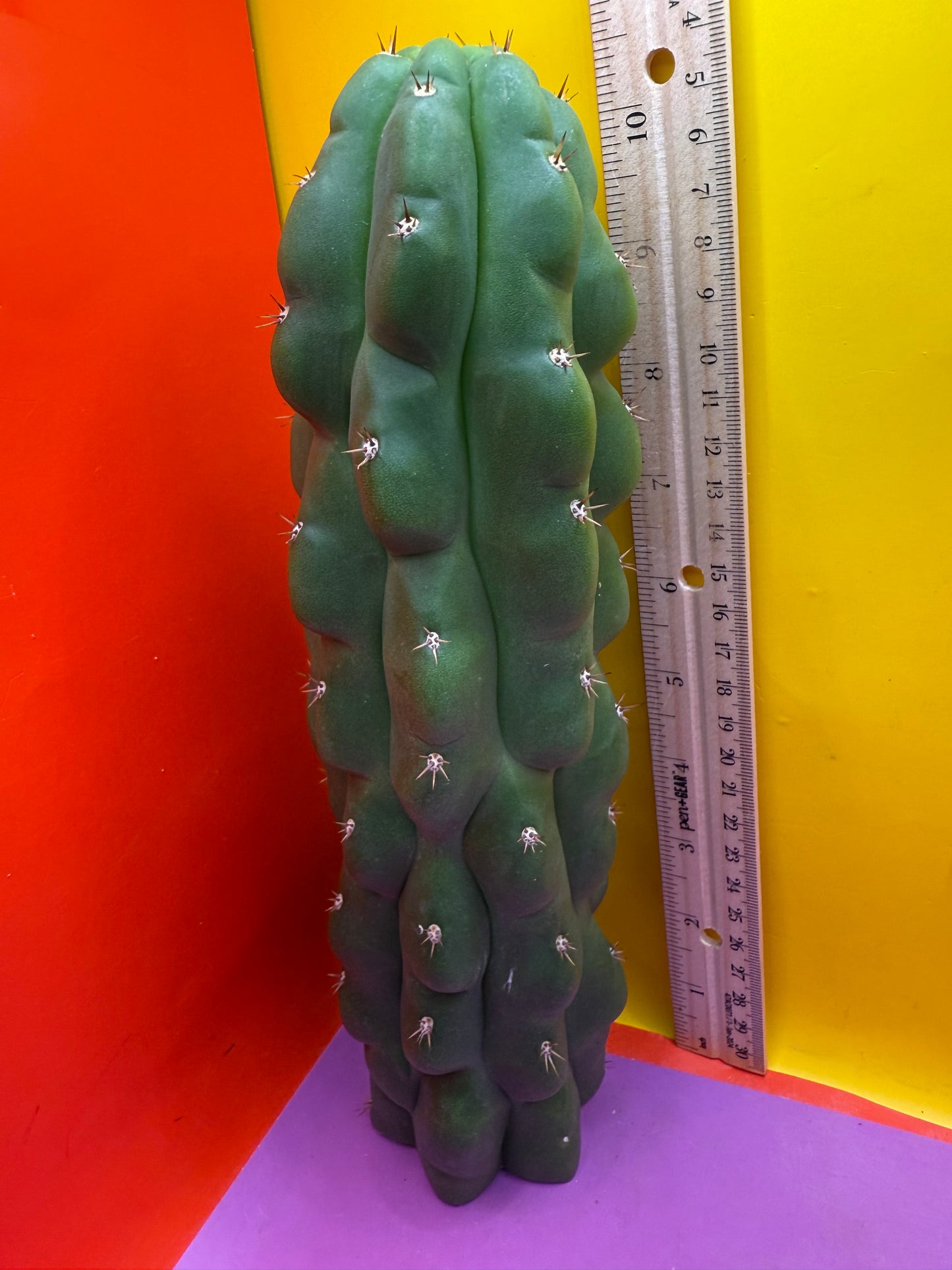 Monstrose San Pedro Cactus! This exact one