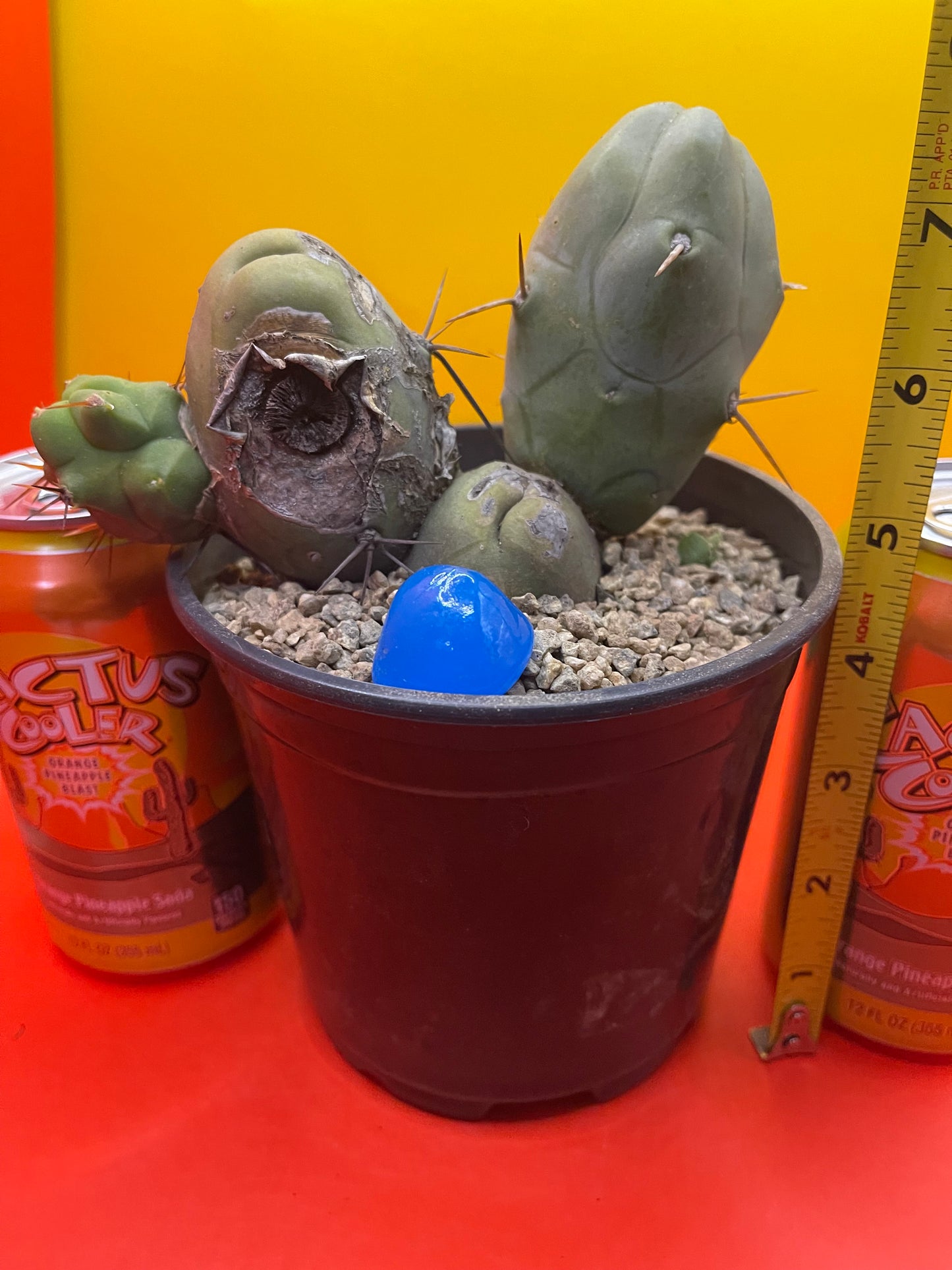 Tbm cactus