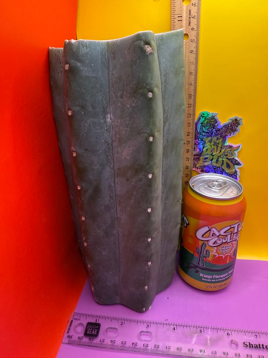 Mature Cahuilla cactus Mid section cutting