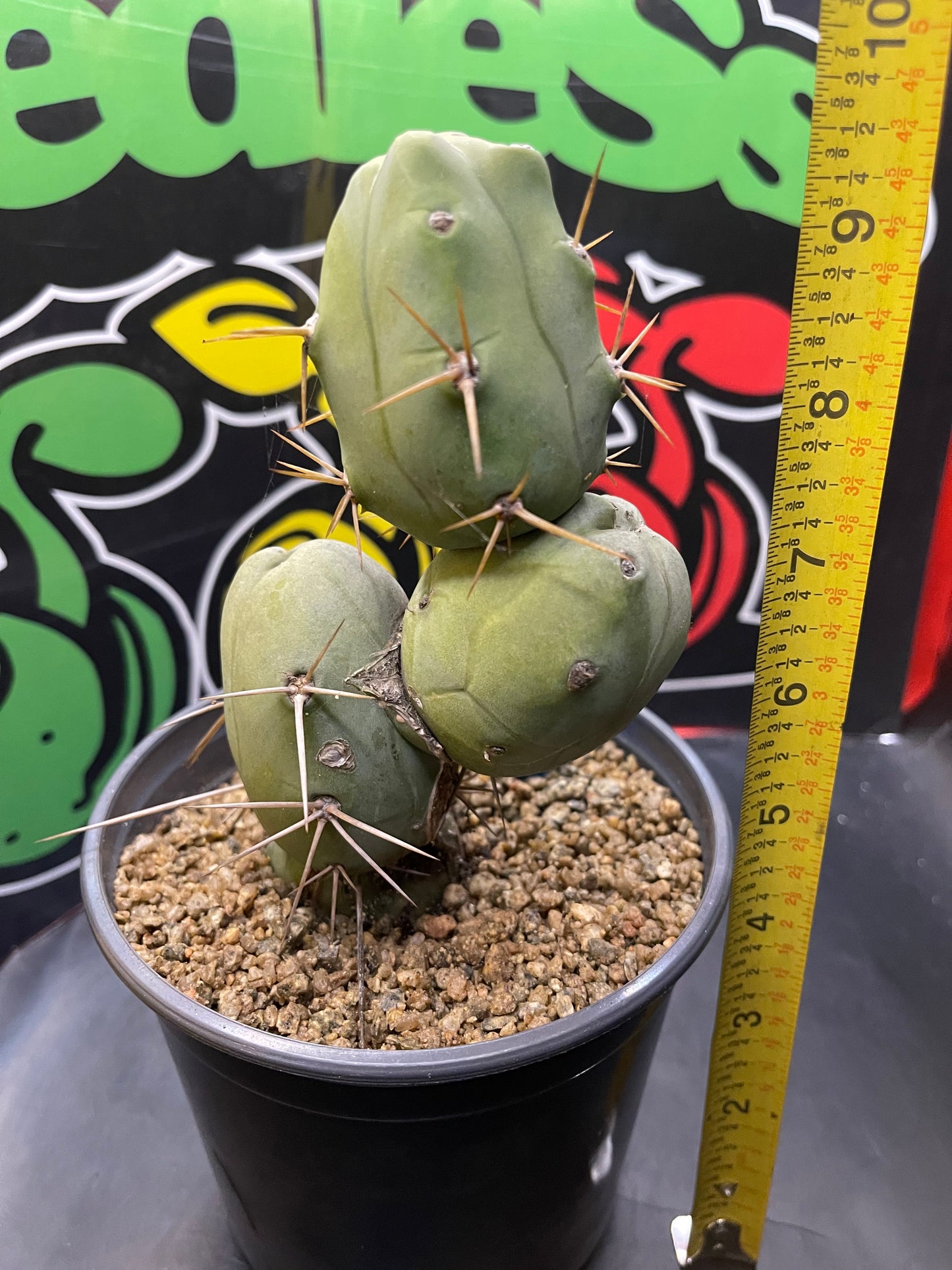 Trichocereus bridgesii monstrose