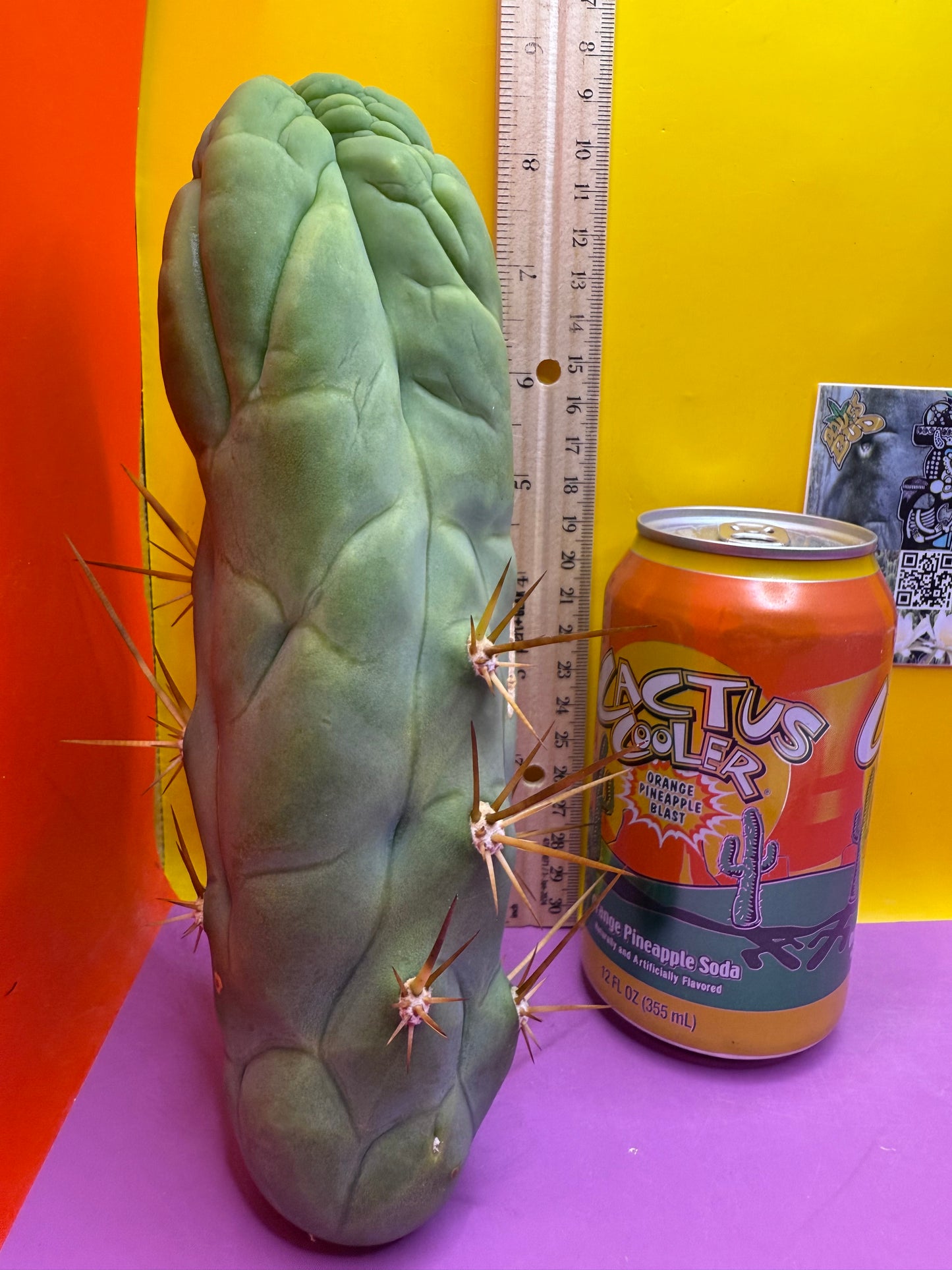 Bruce’s Dragon - almost 3” thick !