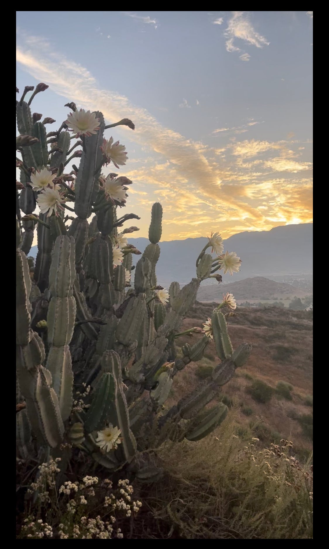 Free cactus seeds !!