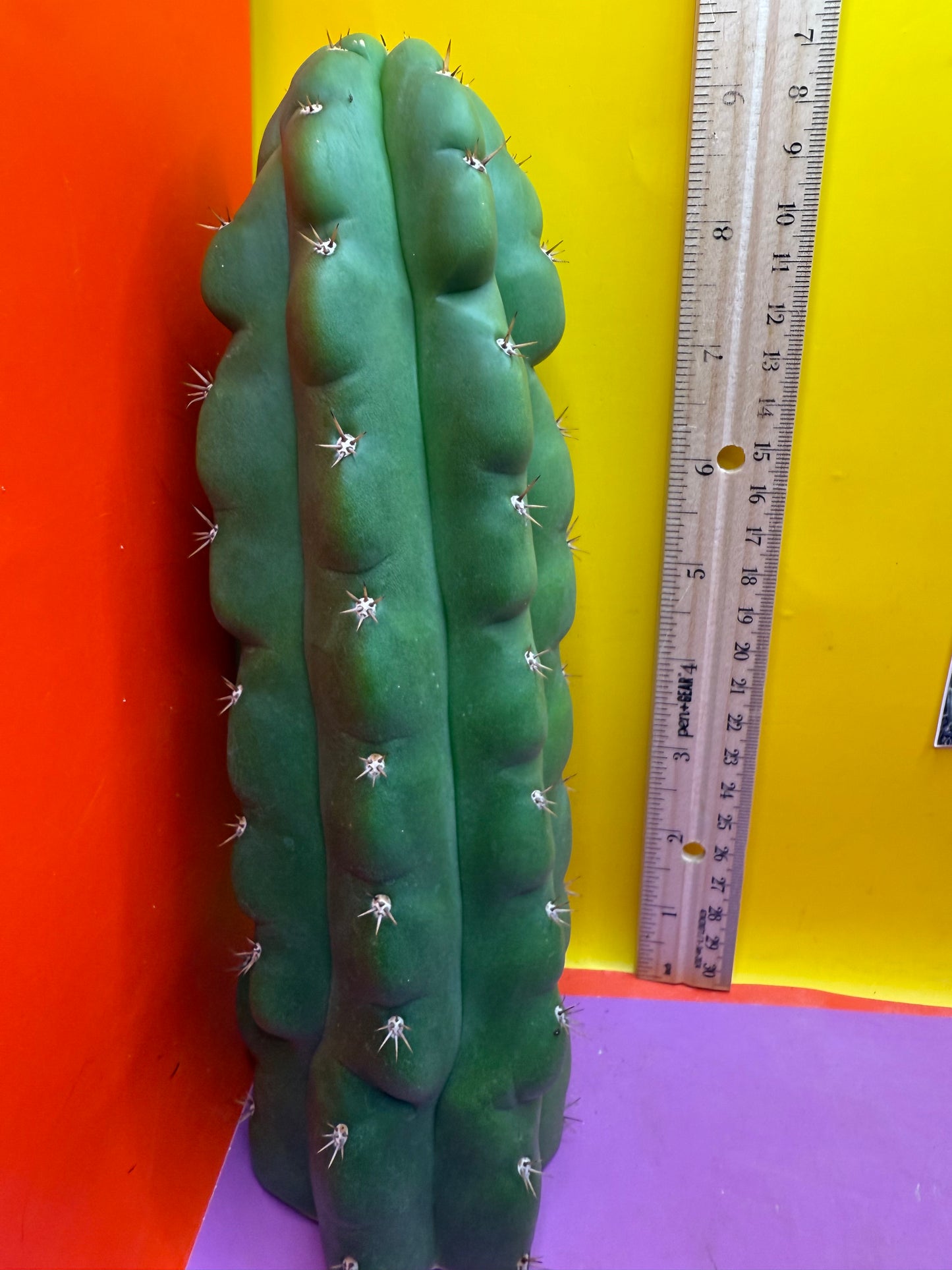 TPM ! Monstrose tricho