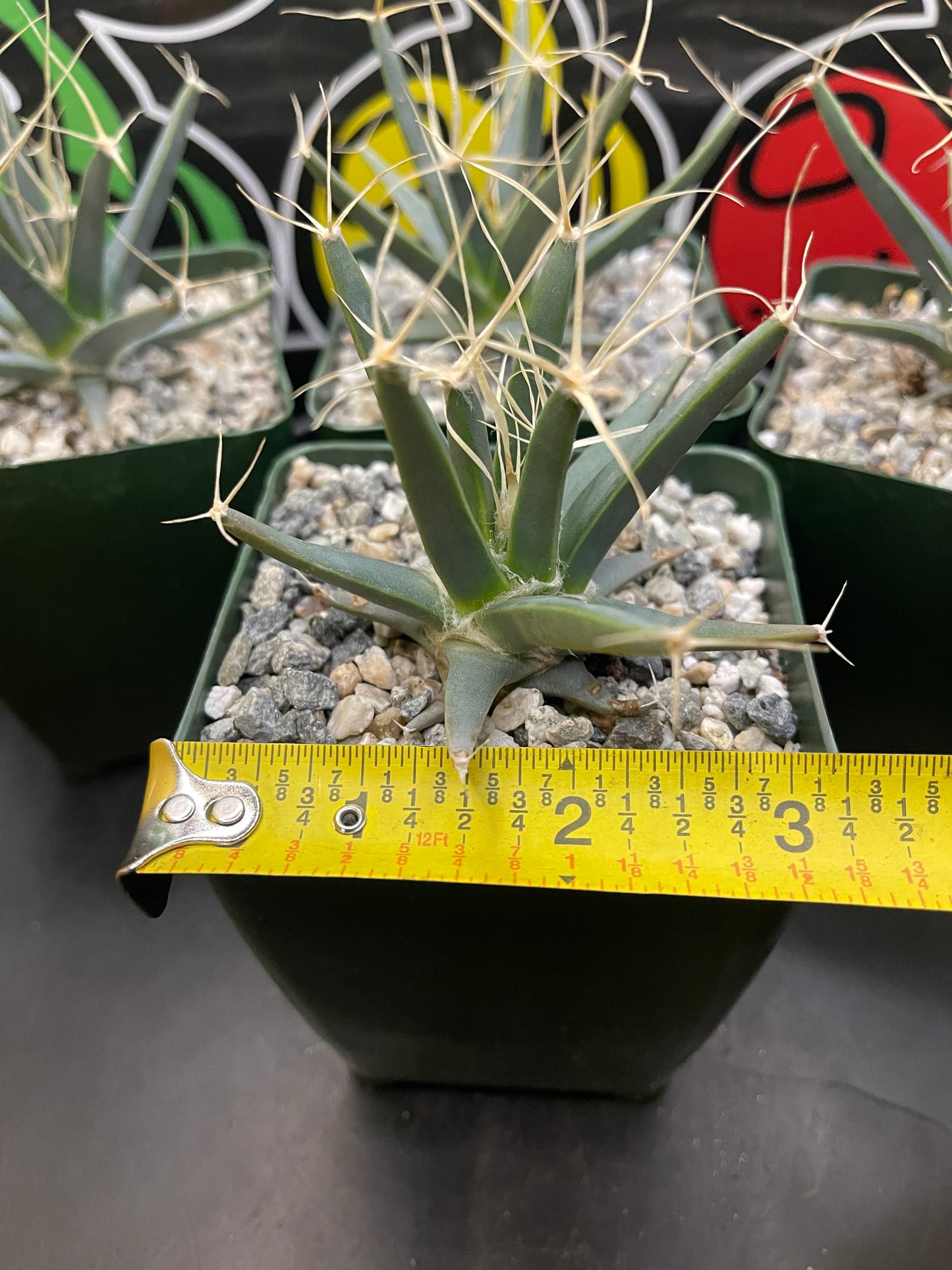 Leuchtenbergia principis