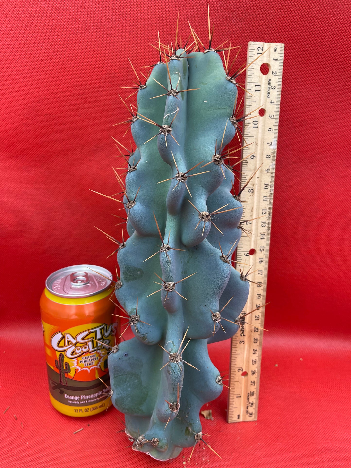 Cereus Monstrose - Gets cactus apples !