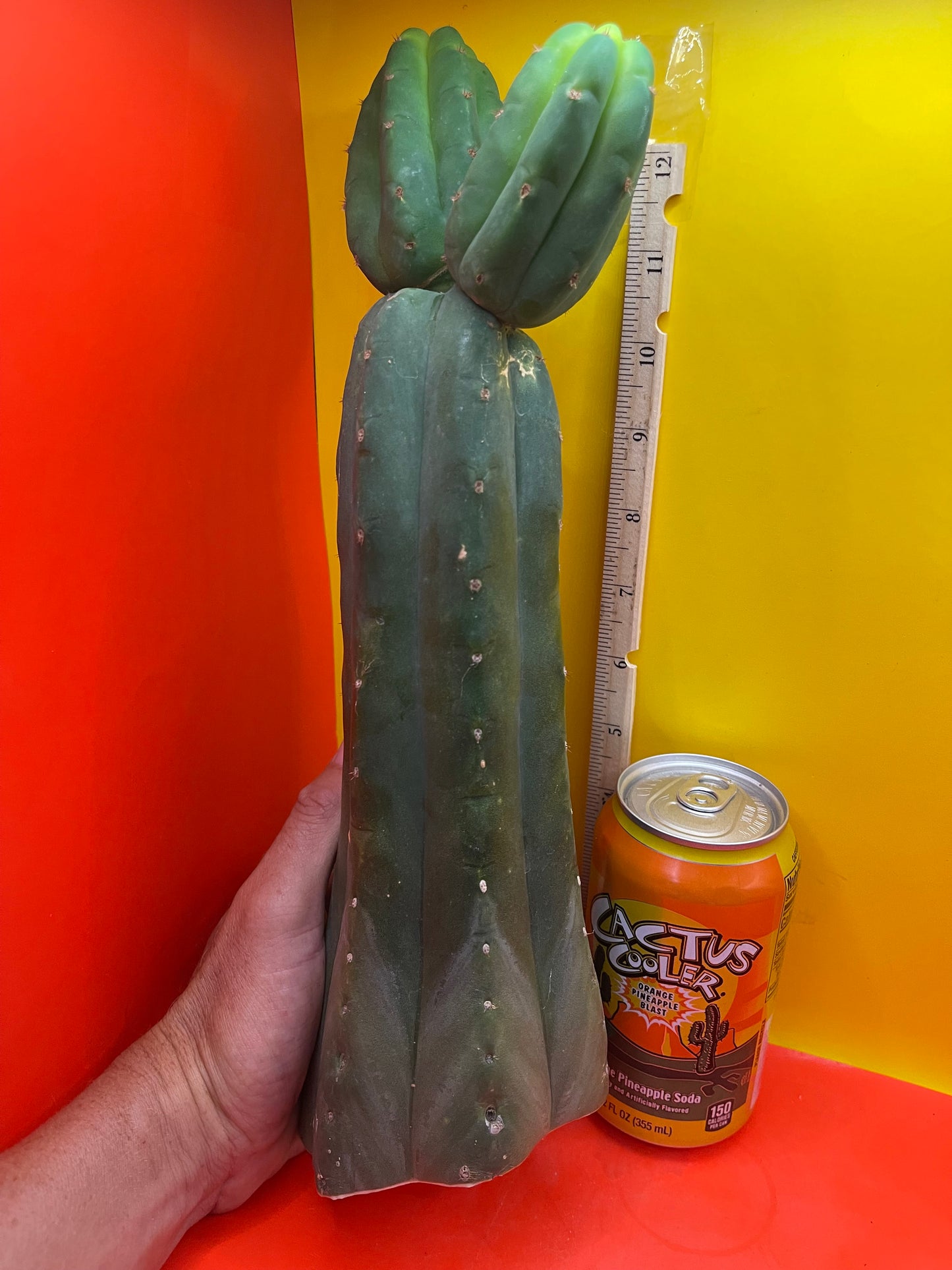 Trichocereus , San Pedro cactus cutting (NOT-p.c.) …..cultivar name is  CAHUILLA !!!