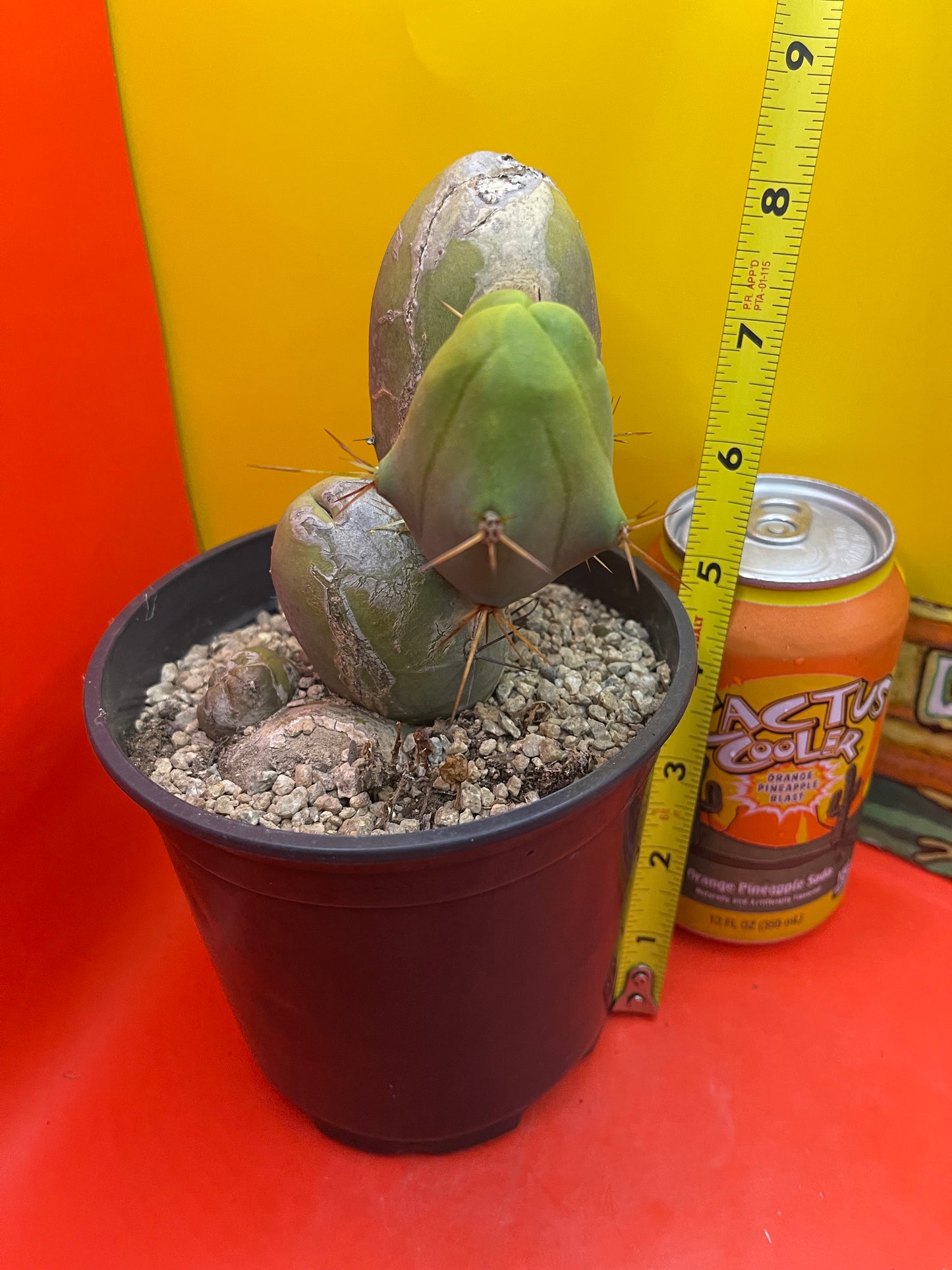 Tbm Cactus type B