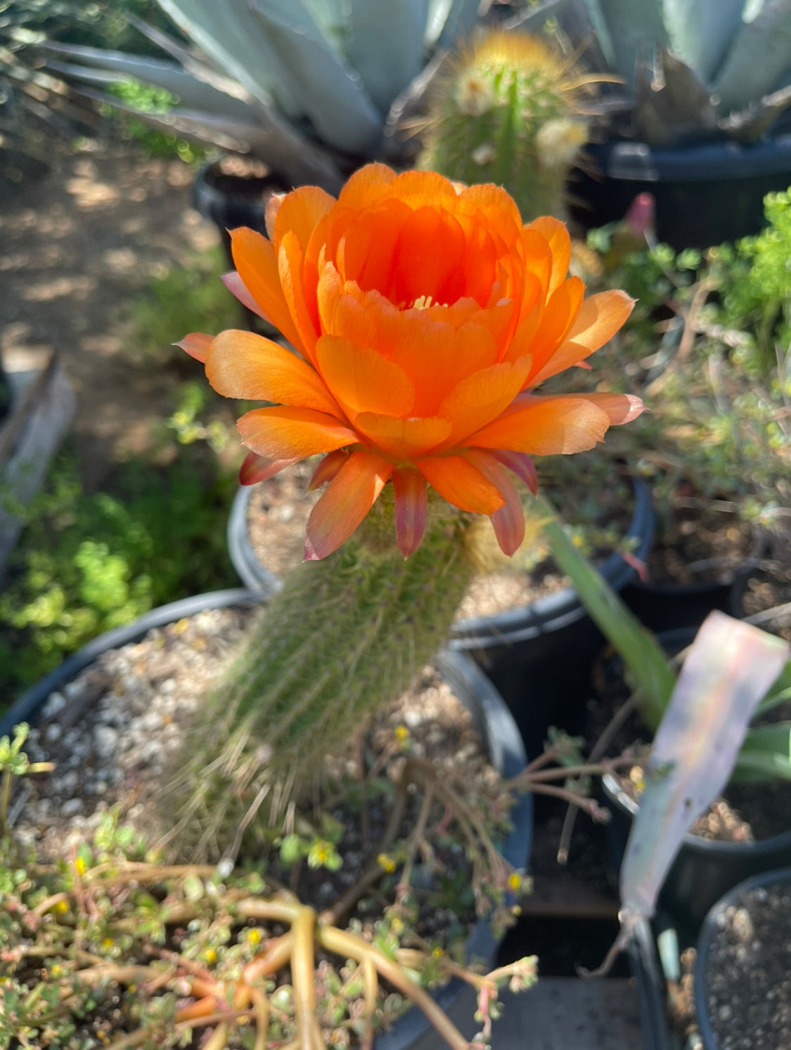 Trichocereus Huasha seeds !