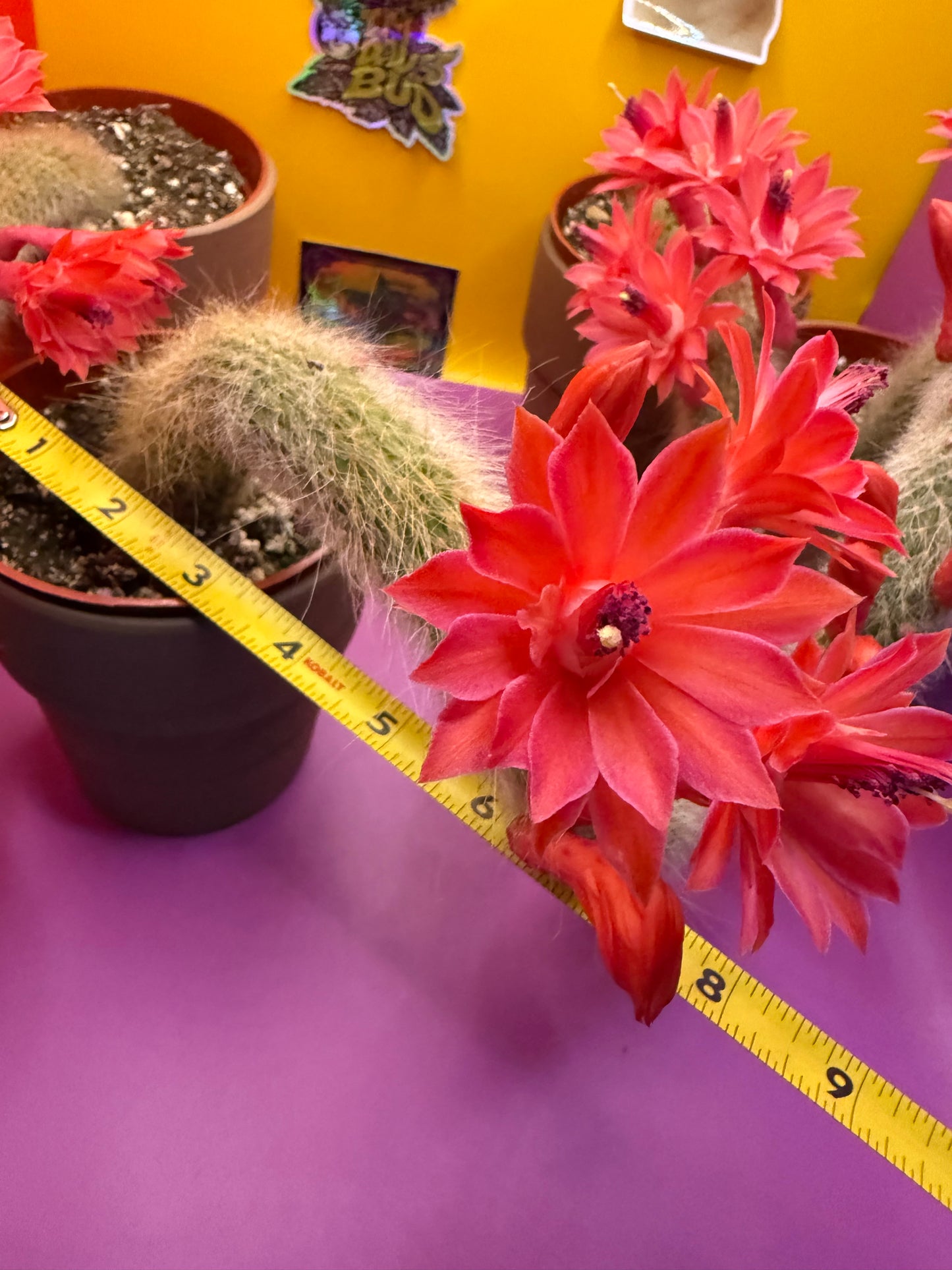 Monkey tail cactus !!