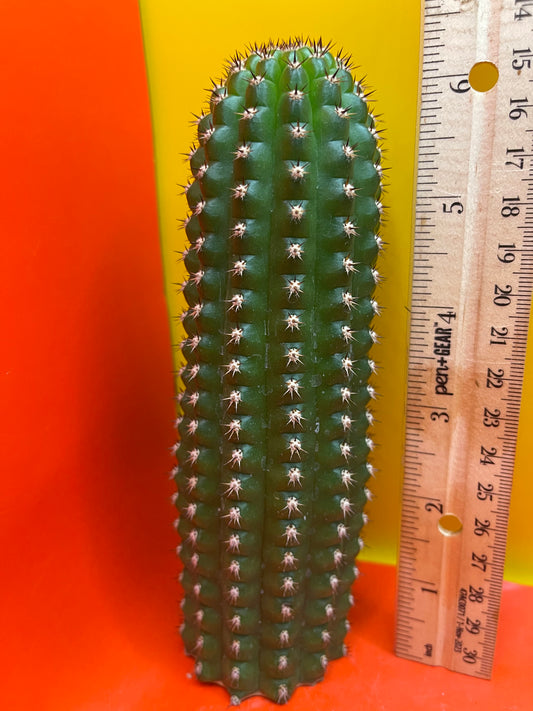 Trichocereus Brevispinulosus