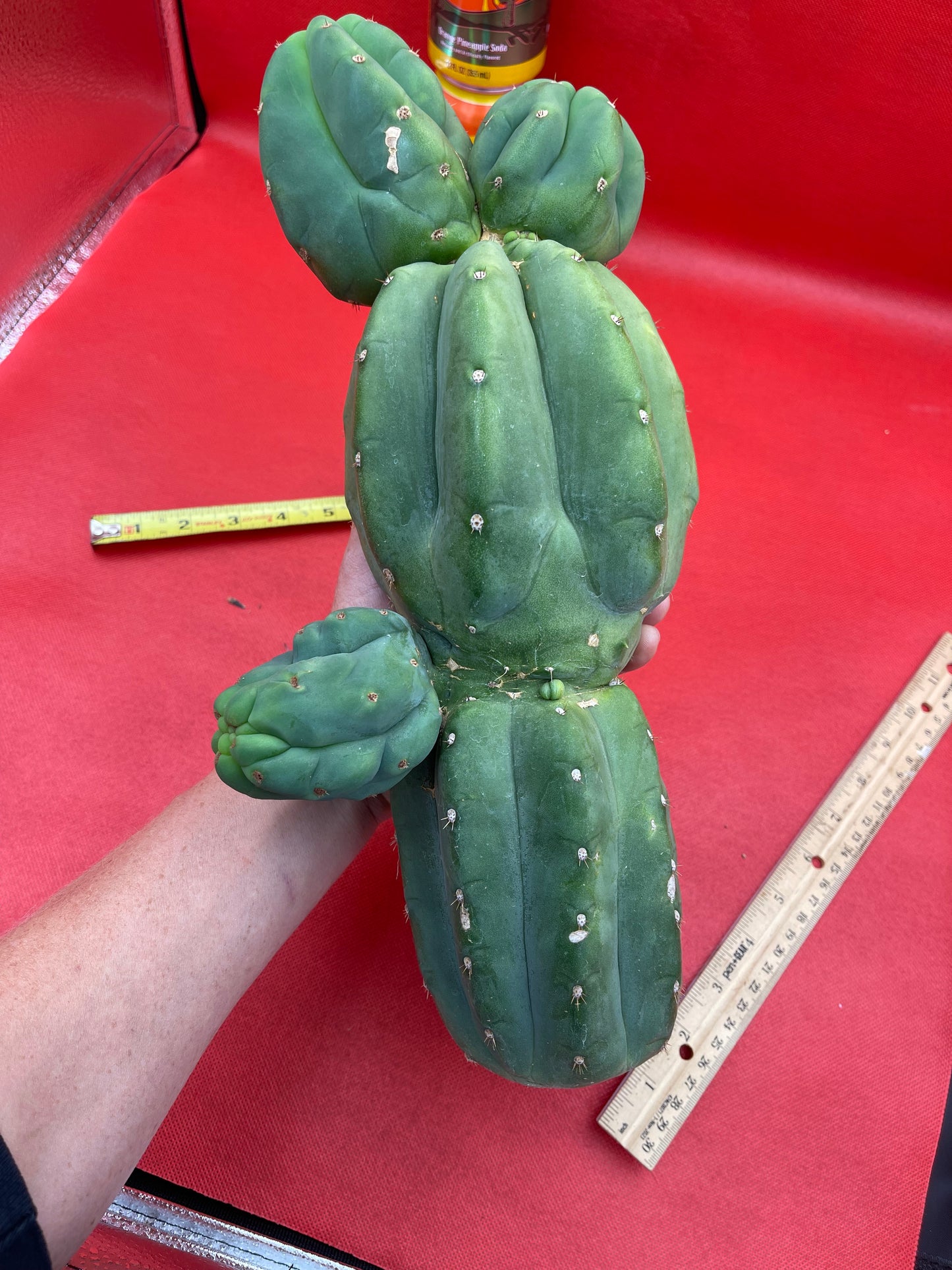 Weirdo Cahuilla !! 5” thick