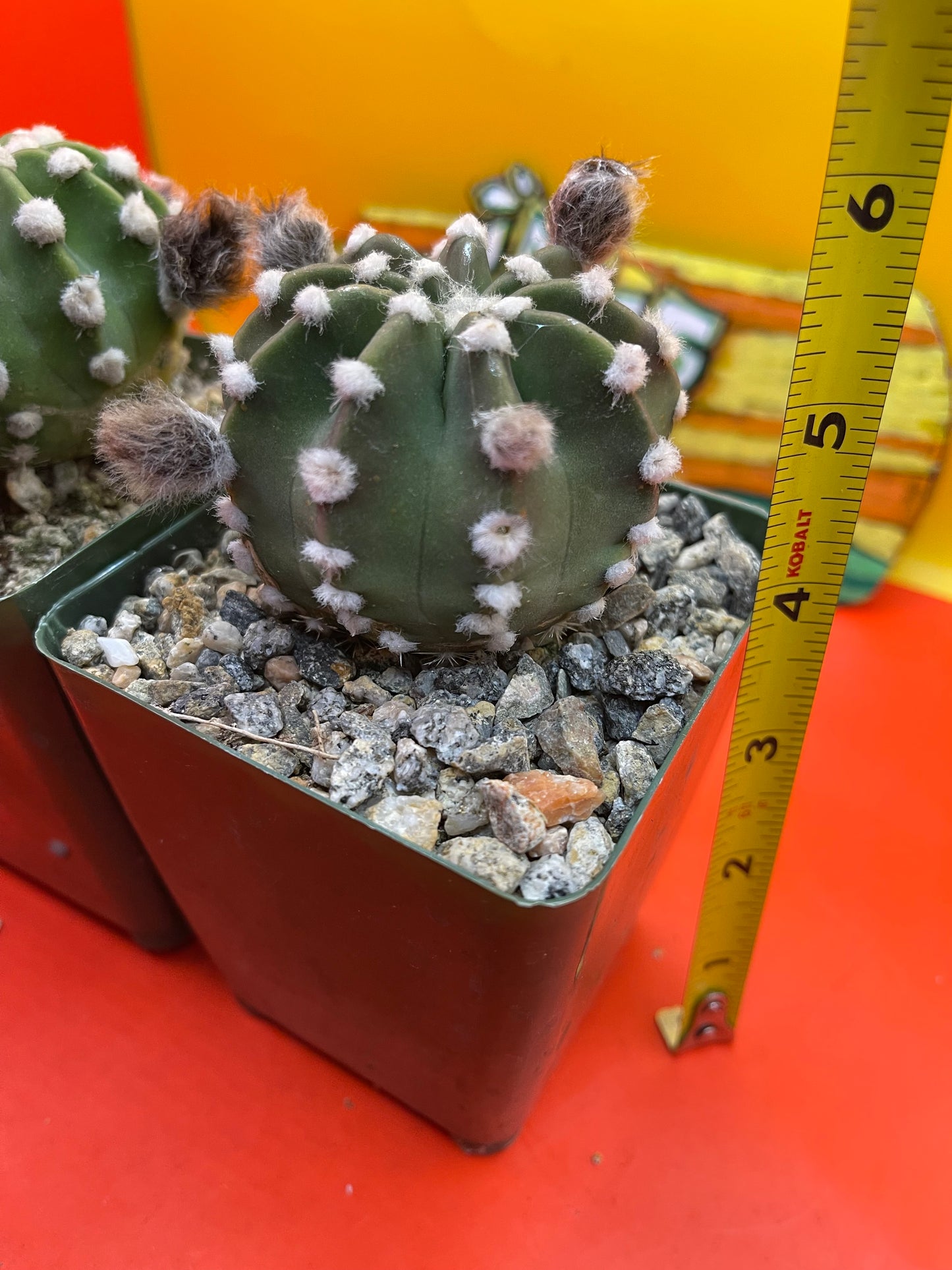 Echinopsis domino