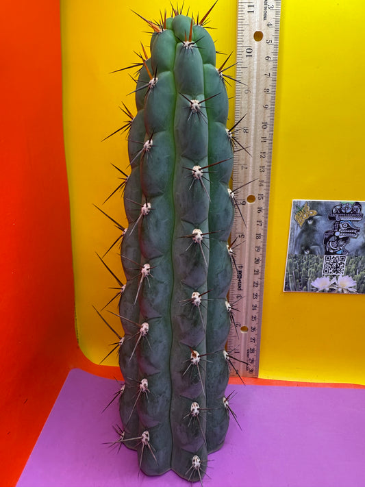 CHALA - trichocereus , San Pedro Cactus Cultivar