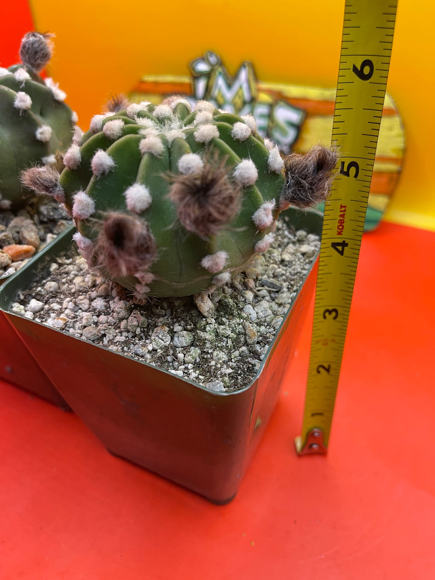 Echinopsis domino