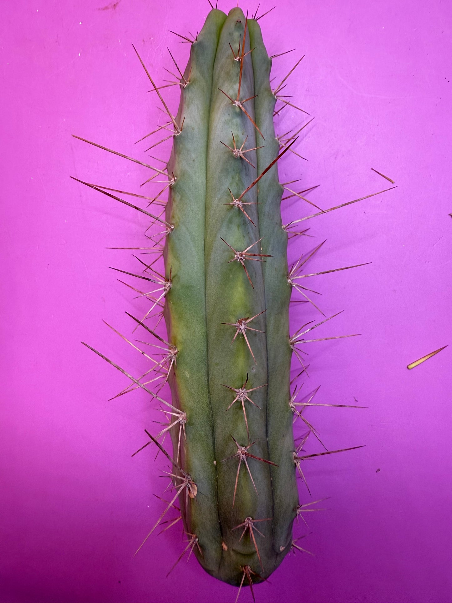 “MINI ME” trichocereus bridgesii