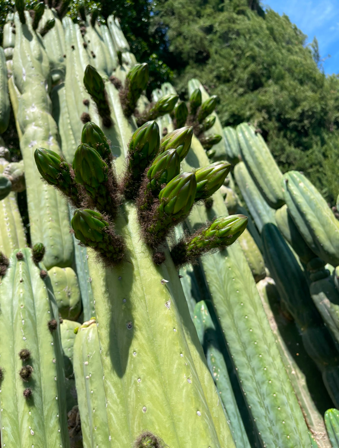 Cahuilla Seeds