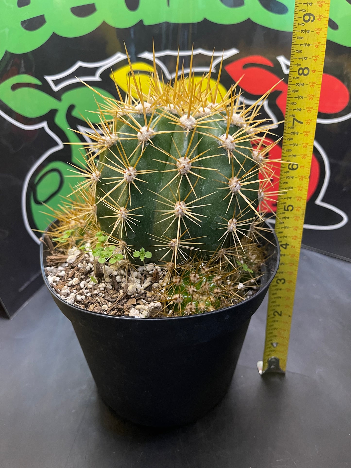 Trichocereus Terscheckii !With 5 branching pups !! Comes in a 6” wide pot