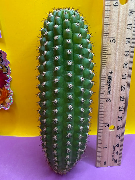 “ Brevi ”San Pedro cactus - Trichocereus Brevispinulosus