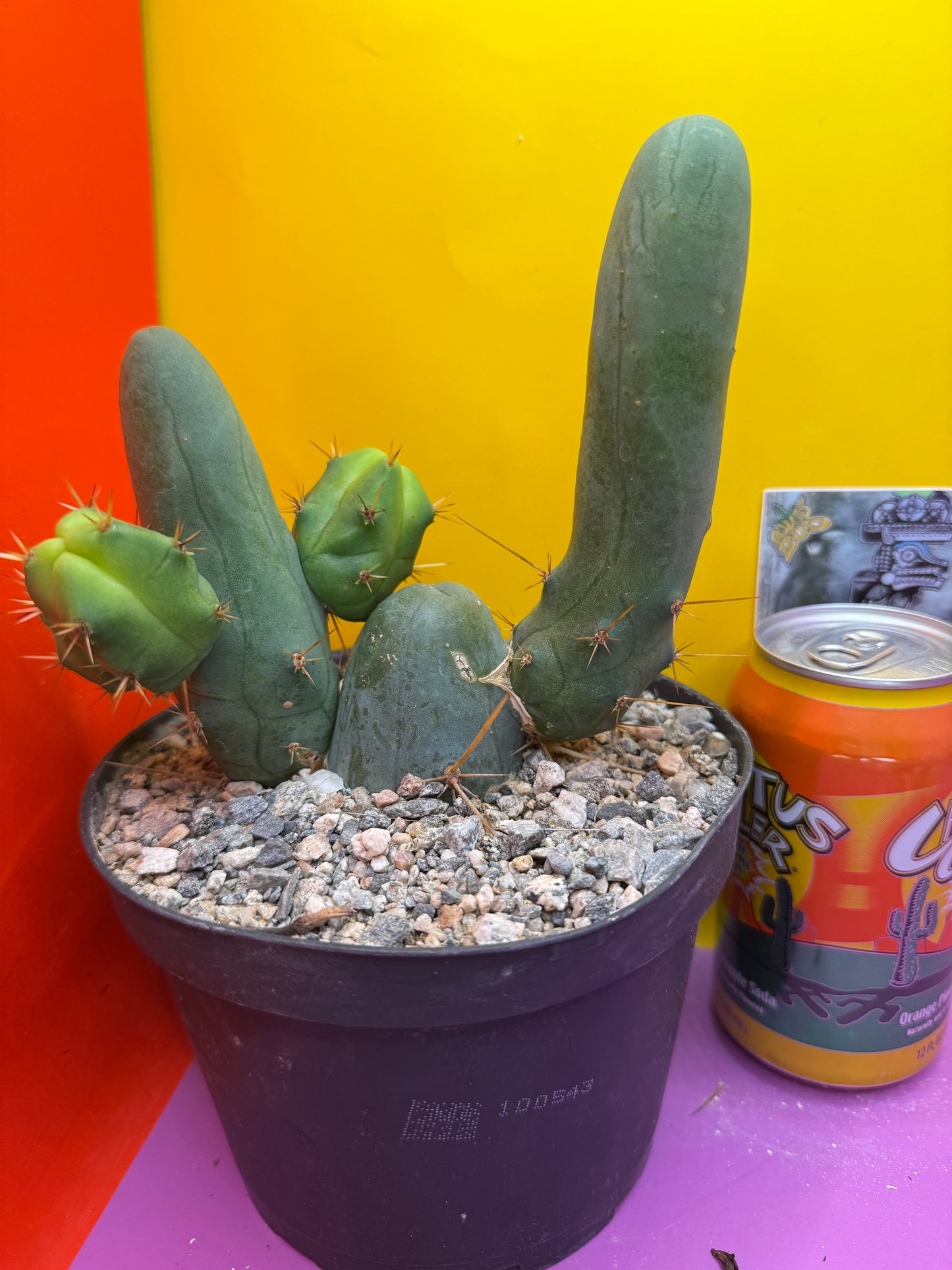 Tbm in 6” wide pot with 6 segments