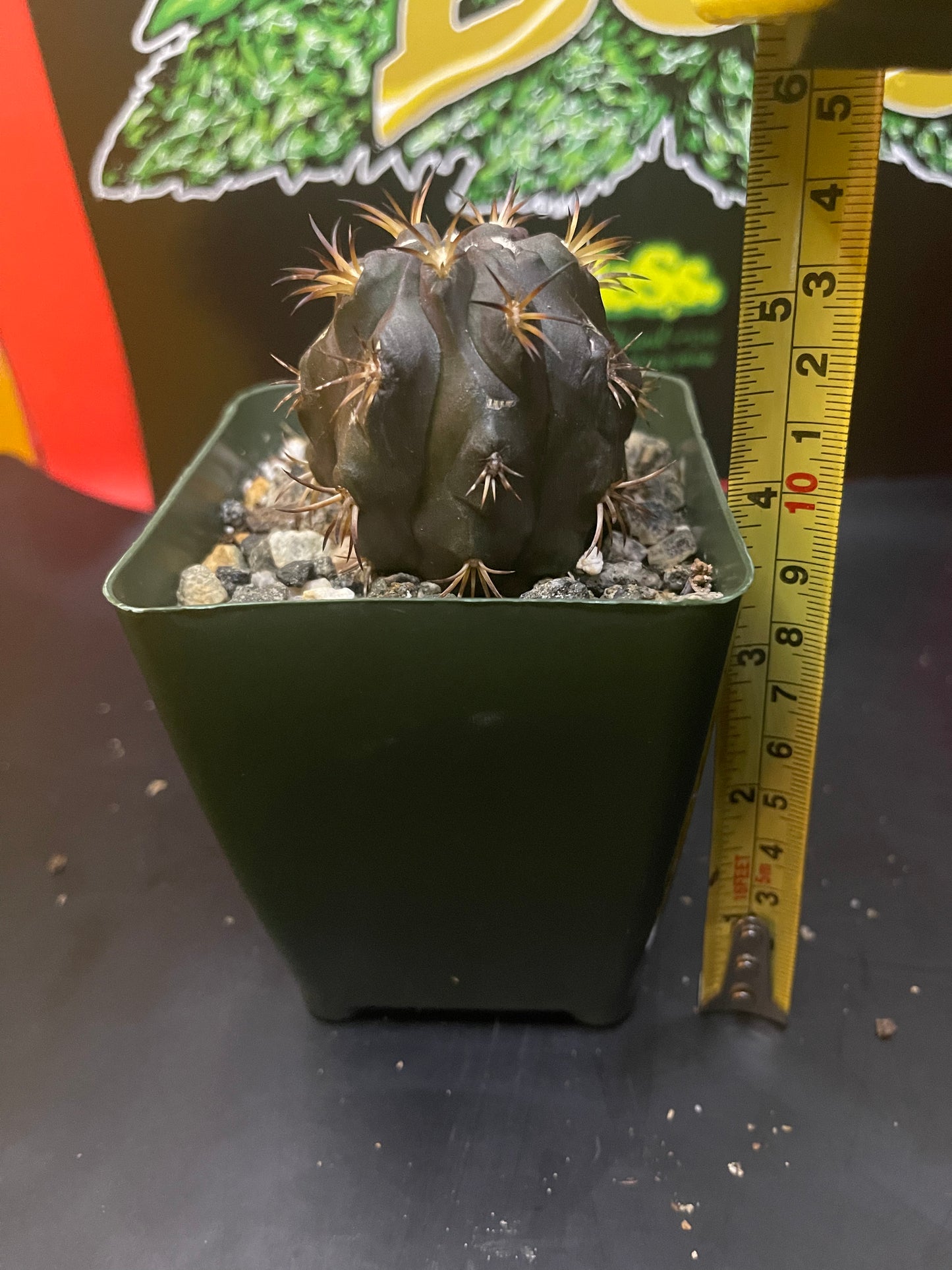 Copiapoa Dura