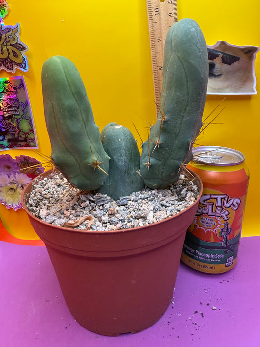 Huge fat triple segment Tbm cactus for sale  !