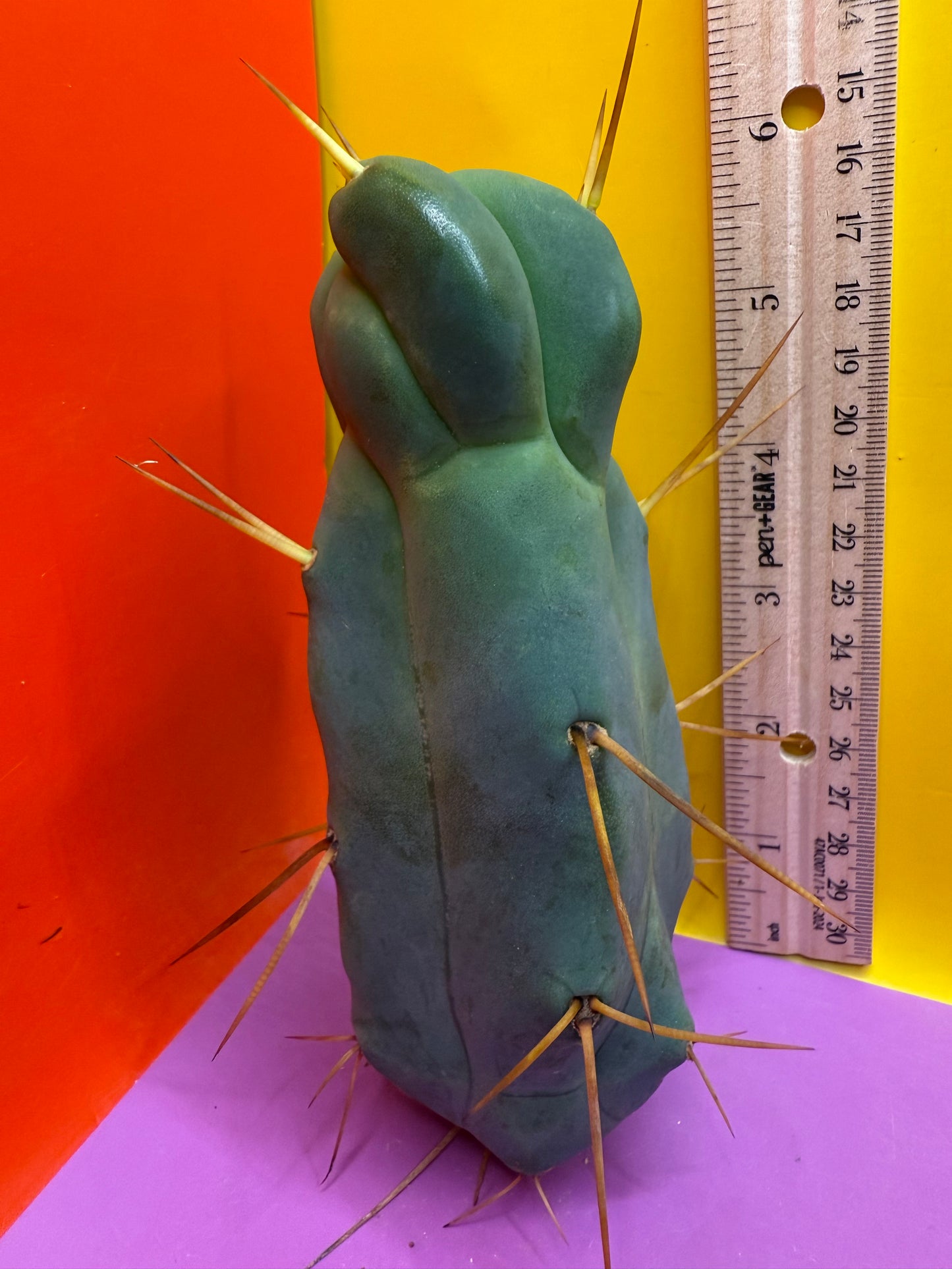 Walt’s dragon 🐉