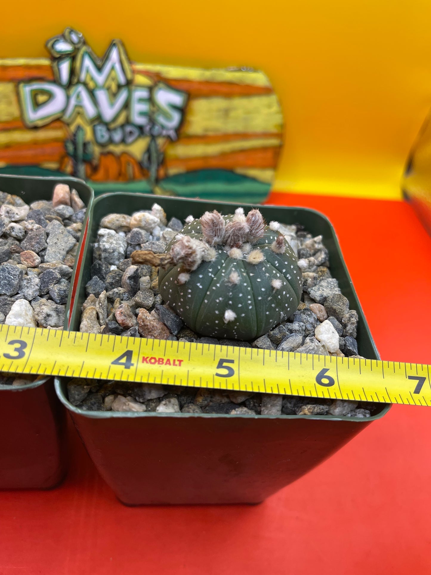 Blooming Astrophytum