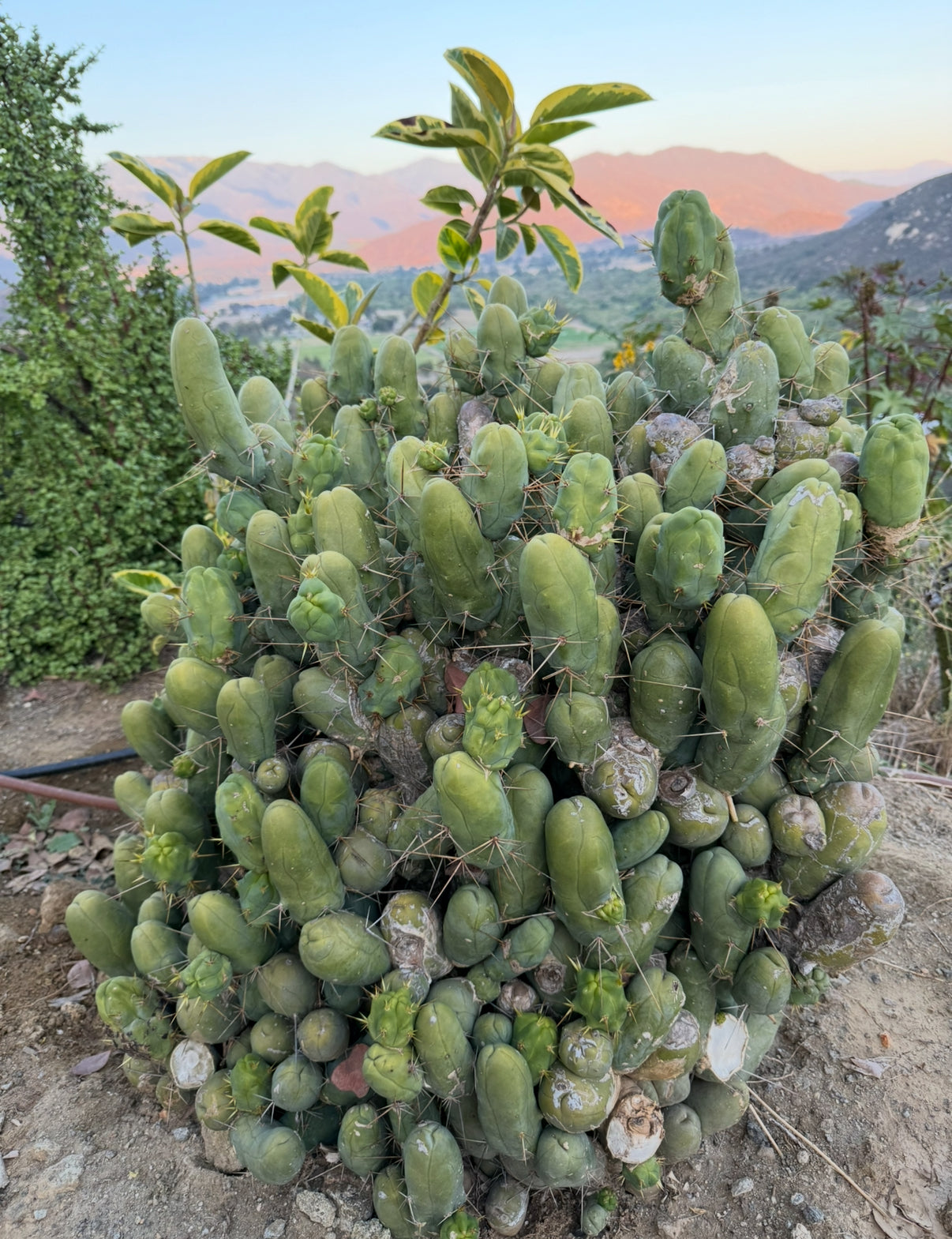 TBM cutting for sale !