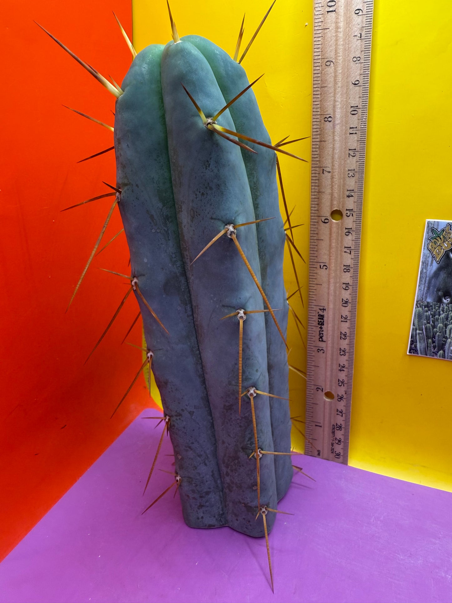 “H1” Trichocereus Bridgesii