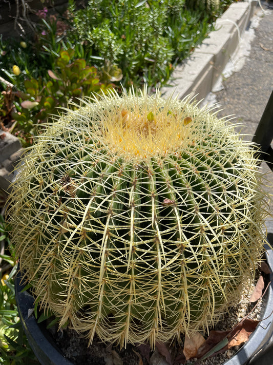 FREE BARREL CACTUS SEEDS