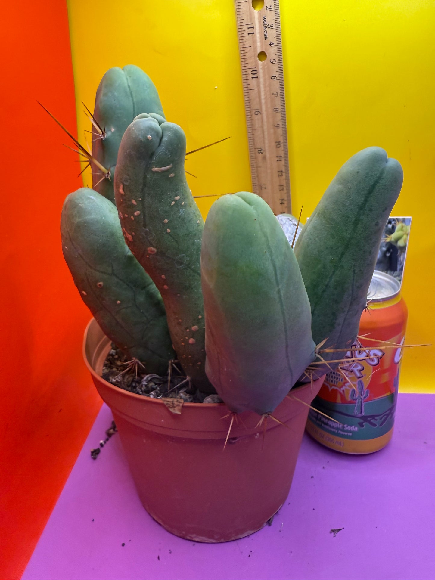 BIG OLE’ TBM stand ! The biggest available this week !