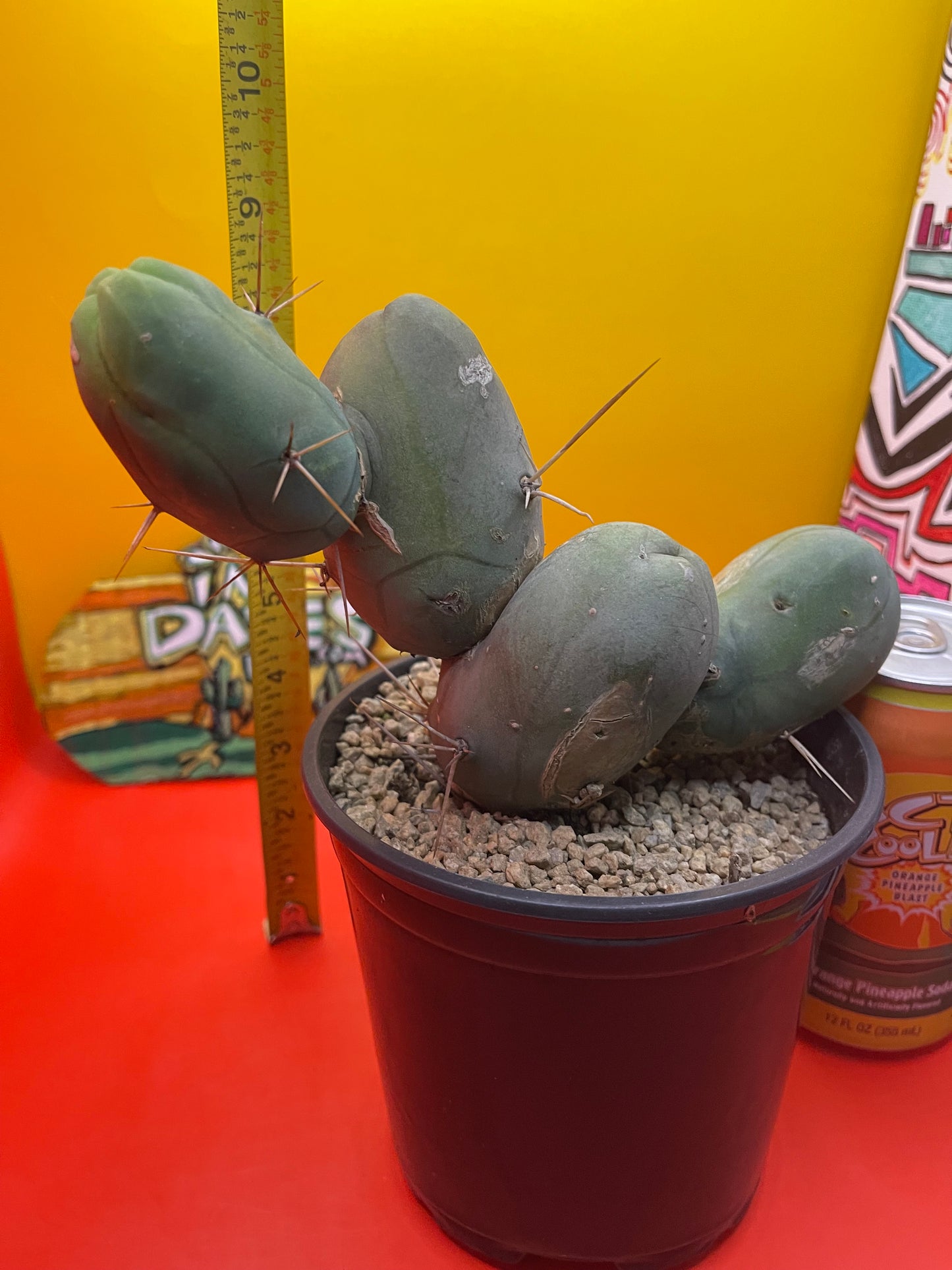 Tbm cactus