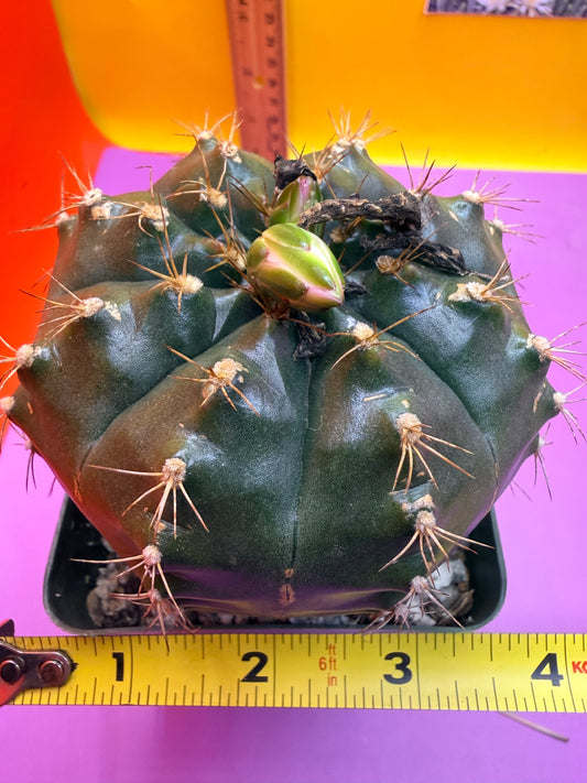 Gymnocalycium