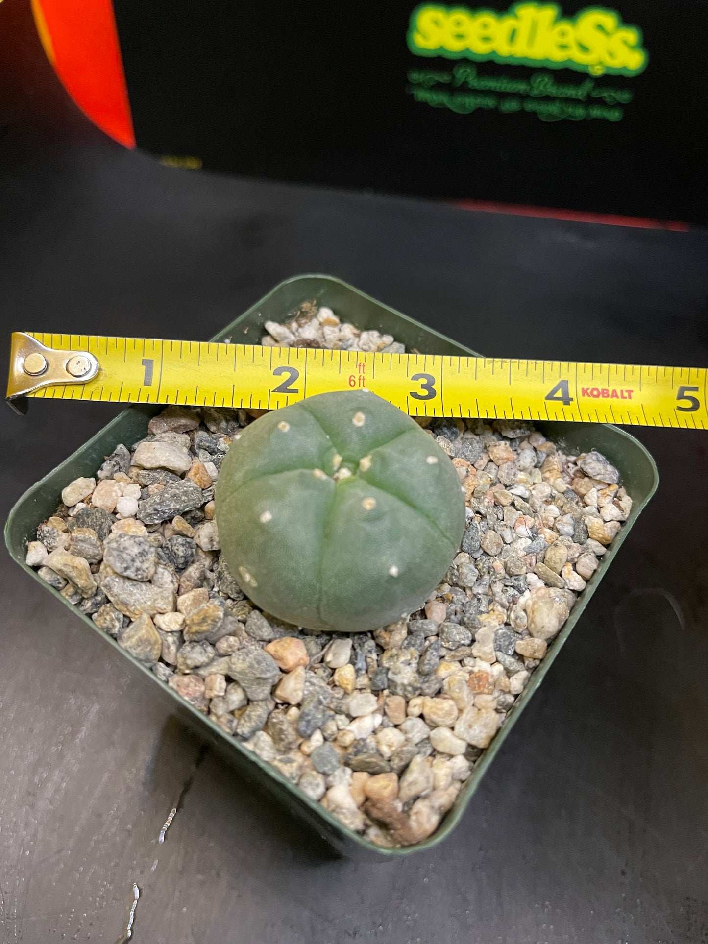 Cactus in 4” tall pot