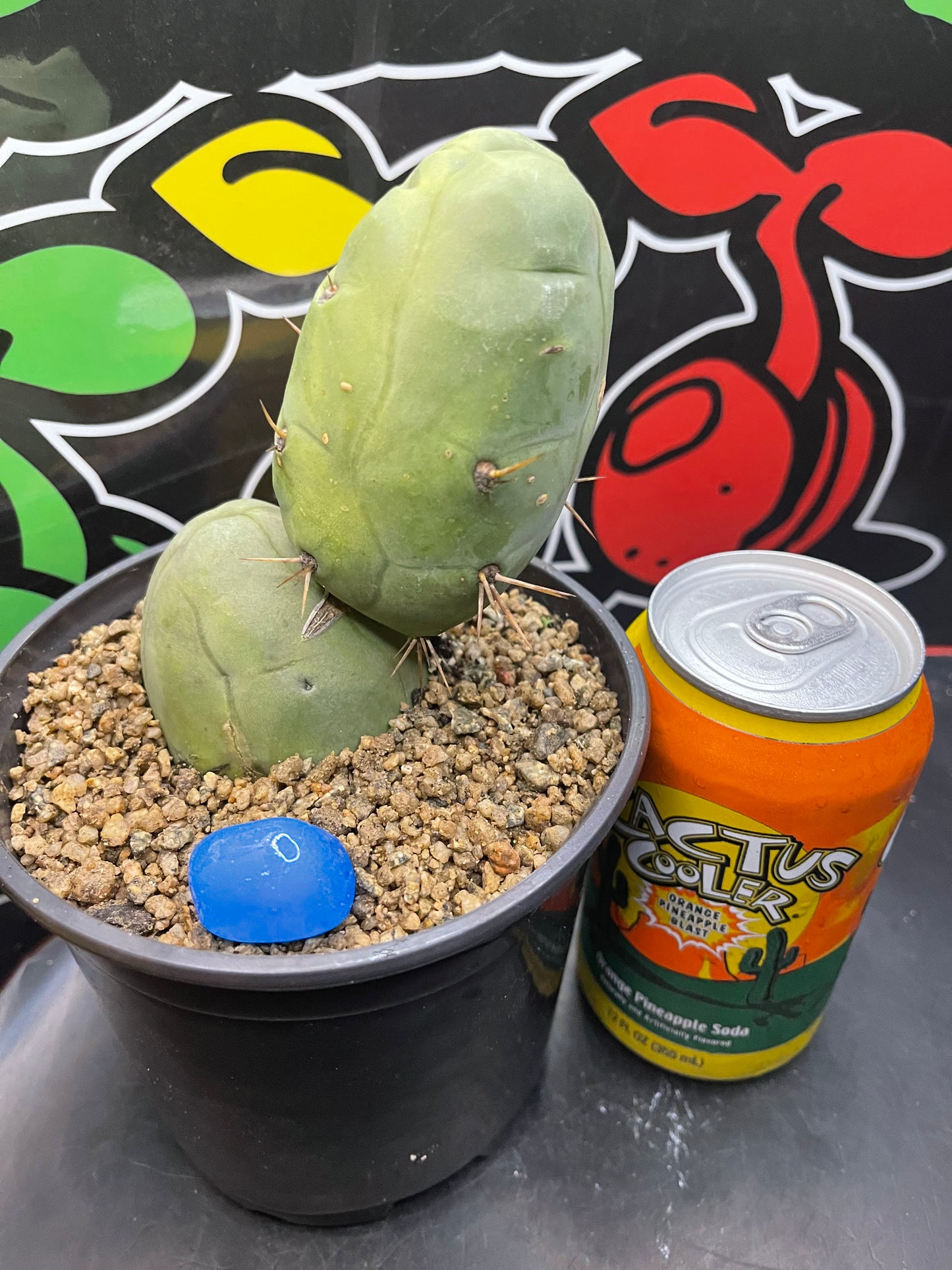 TBM - San Pedro cactus🌵peniscactus